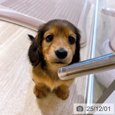 ミニチュア・ダックスフンドの写真