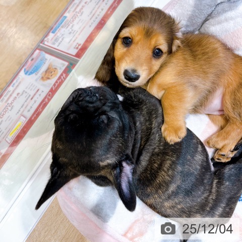 大阪府のミニチュアダックスフンド(ロング) (ペットプラス イオン大日店/2025年10月1日生まれ/女の子/レッド)の子犬の4枚目の画像