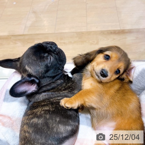 大阪府のミニチュアダックスフンド(ロング) (ペットプラス イオン大日店/2025年10月1日生まれ/女の子/レッド)の子犬の3枚目の画像