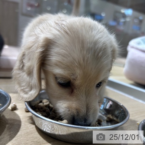 ミニチュア・ダックスフンドの写真