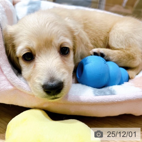 ミニチュア・ダックスフンドの写真