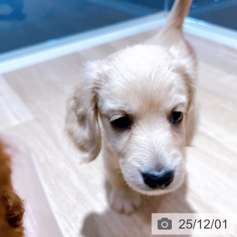 ミニチュア・ダックスフンドの写真