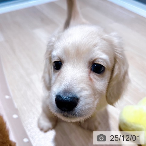 ミニチュア・ダックスフンドの写真