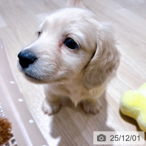 ミニチュア・ダックスフンドの写真