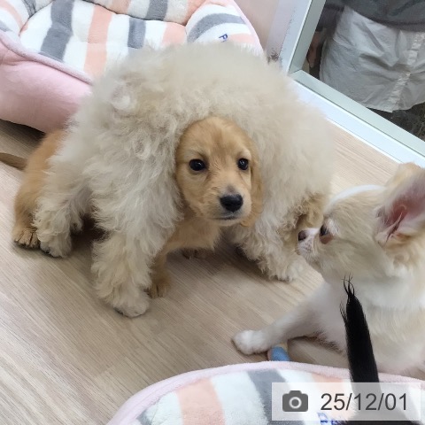 ミニチュア・ダックスフンドの写真