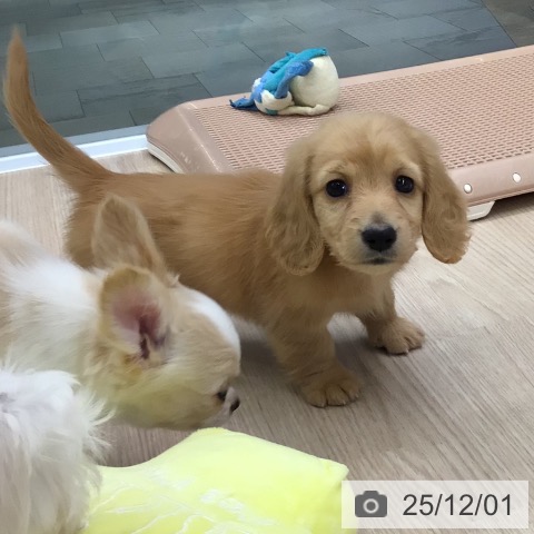 ミニチュア・ダックスフンドの写真