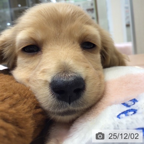 ミニチュア・ダックスフンドの写真