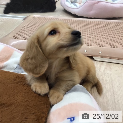 ミニチュア・ダックスフンドの写真