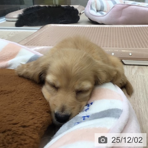 ミニチュア・ダックスフンドの写真