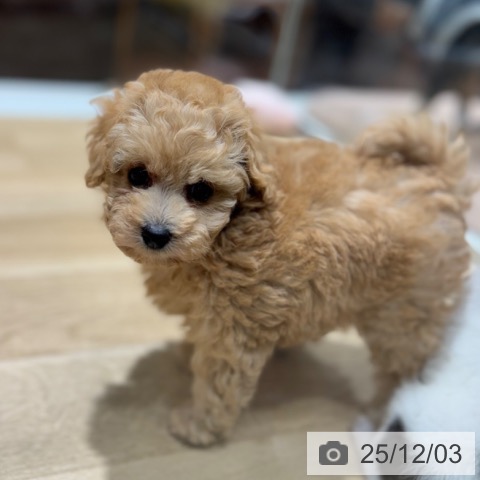 大阪府のトイプードル(トイ) (ペットプラス 四條畷店/2025年10月1日生まれ/女の子/アプリコット)の子犬の4枚目の画像