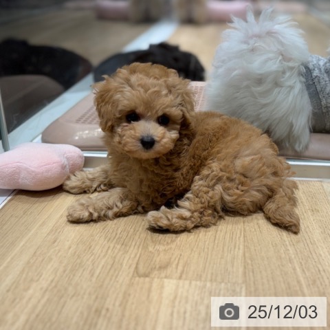 大阪府のトイプードル(トイ) (ペットプラス 四條畷店/2025年10月1日生まれ/女の子/アプリコット)の子犬の3枚目の画像
