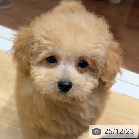 大阪府のトイプードル(トイ) (ペットプラス 四條畷店/2025年10月1日生まれ/女の子/アプリコット)の子犬の3枚目の画像