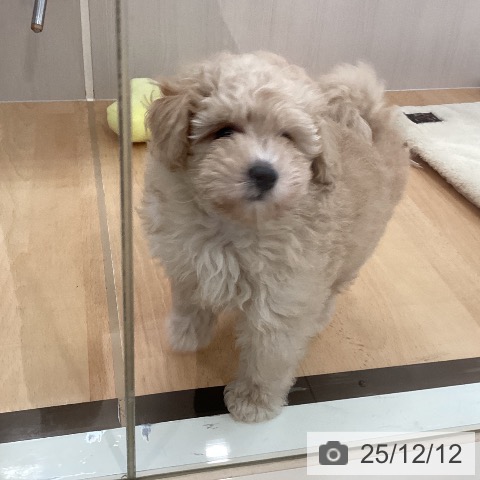 トイ・プードルの写真