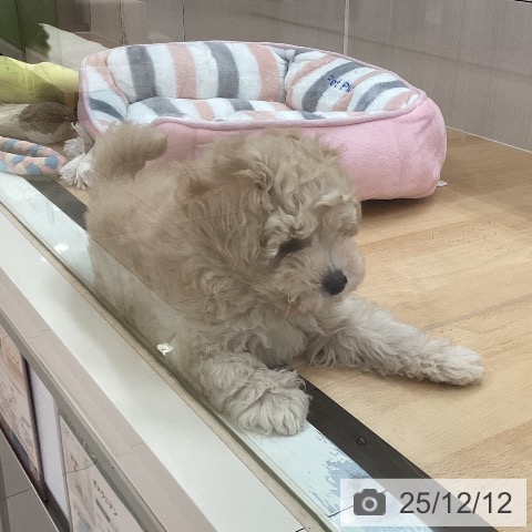 トイ・プードルの写真