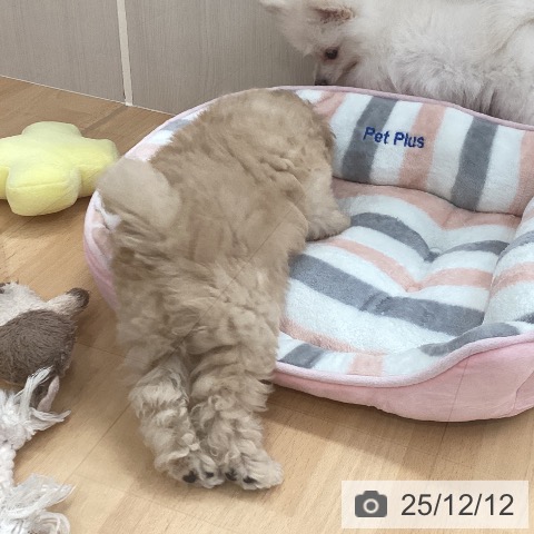 トイ・プードルの写真