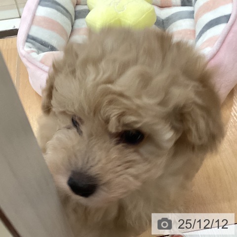 トイ・プードルの写真