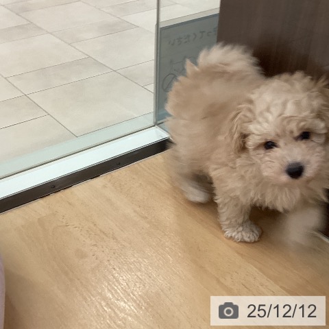 トイ・プードルの写真