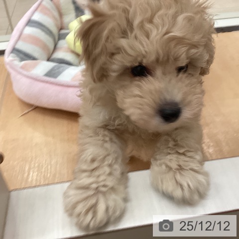 トイ・プードルの写真