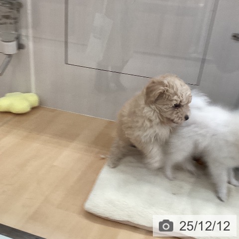 トイ・プードルの写真