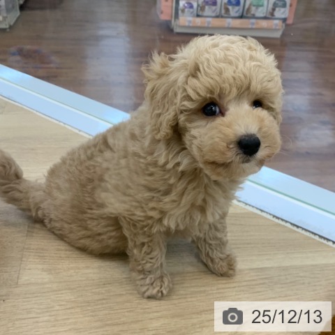 京都府のトイプードル(トイ) (ペットプラス 久御山店/2025年10月1日生まれ/男の子/クリーム)の子犬の4枚目の画像