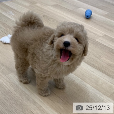 京都府のトイプードル(トイ) (ペットプラス 久御山店/2025年10月1日生まれ/男の子/クリーム)の子犬の3枚目の画像