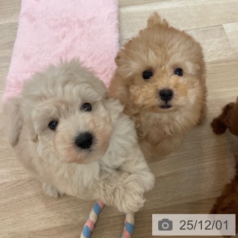 トイ・プードルの写真