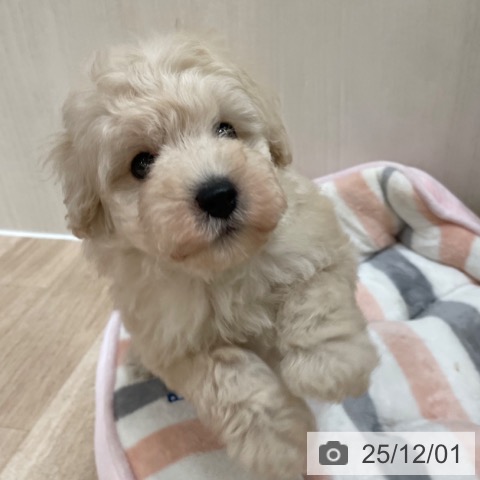 トイ・プードルの写真