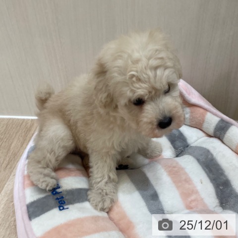 トイ・プードルの写真