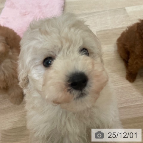 トイ・プードルの写真