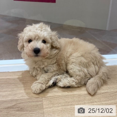 トイ・プードルの写真