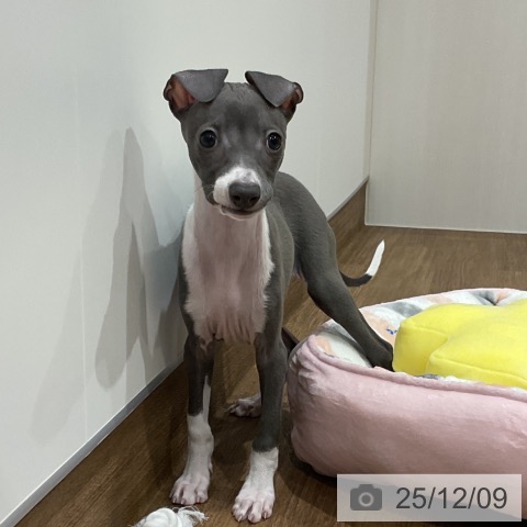 埼玉県のイタリアングレーハウンド (ペッツワン 吉川美南店/2025年10月1日生まれ/男の子/ブルーホワイト)の子犬の3枚目の画像