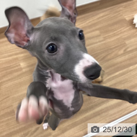 茨城県のイタリアングレーハウンド (ペッツワン つくば店/2025年10月1日生まれ/女の子/ブルーホワイト)の子犬の4枚目の画像