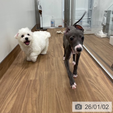 茨城県のイタリアングレーハウンド (ペッツワン つくば店/2025年10月1日生まれ/女の子/ブルーホワイト)の子犬の4枚目の画像