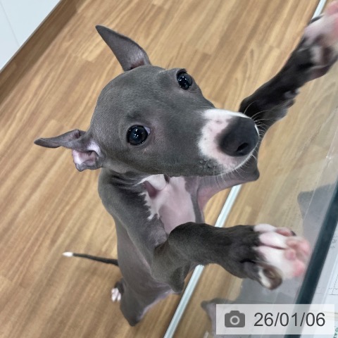 茨城県のイタリアングレーハウンド (ペッツワン つくば店/2025年10月1日生まれ/女の子/ブルーホワイト)の子犬の4枚目の画像