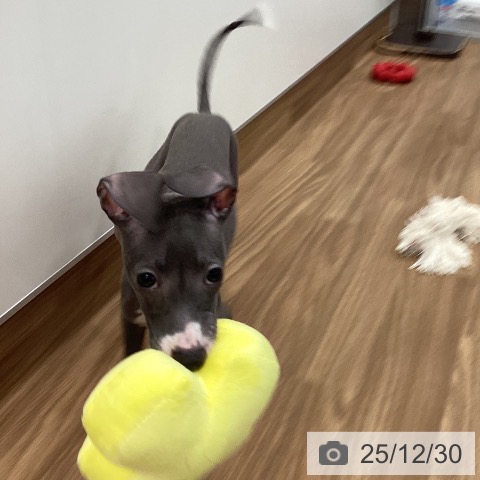 茨城県のイタリアングレーハウンド (ペッツワン つくば店/2025年10月1日生まれ/女の子/ブルーホワイト)の子犬の3枚目の画像