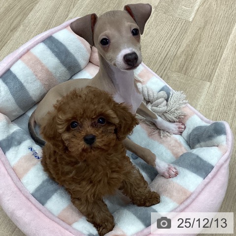 イタリアン・グレーハウンドの写真