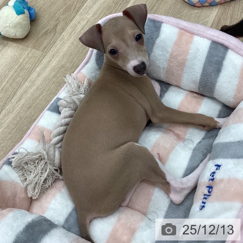 イタリアン・グレーハウンドの写真