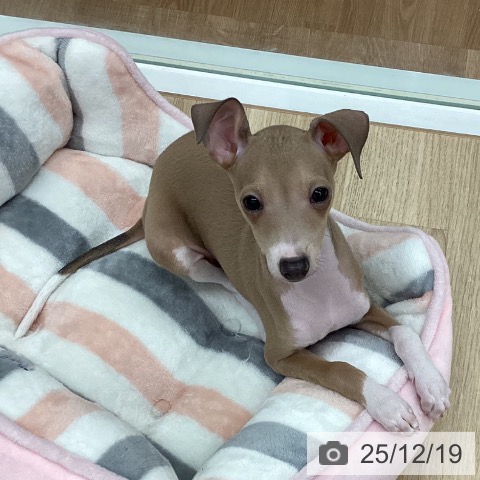 新潟県のイタリアングレーハウンド (ペットプラス 新潟南店/2025年10月1日生まれ/女の子/フォーンホワイト)の子犬の3枚目の画像