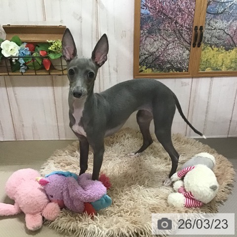 イタリアン・グレーハウンドの写真