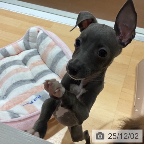 奈良県のイタリアングレーハウンド (ペットプラス 大和郡山店/2025年9月24日生まれ/女の子/ブルーホワイト)の子犬の4枚目の画像