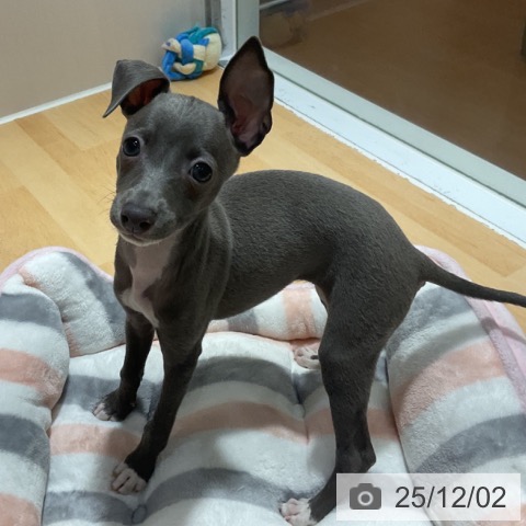 奈良県のイタリアングレーハウンド (ペットプラス 大和郡山店/2025年9月24日生まれ/女の子/ブルーホワイト)の子犬の3枚目の画像