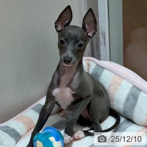 奈良県のイタリアングレーハウンド (ペットプラス 大和郡山店/2025年9月24日生まれ/女の子/ブルーホワイト)の子犬の3枚目の画像