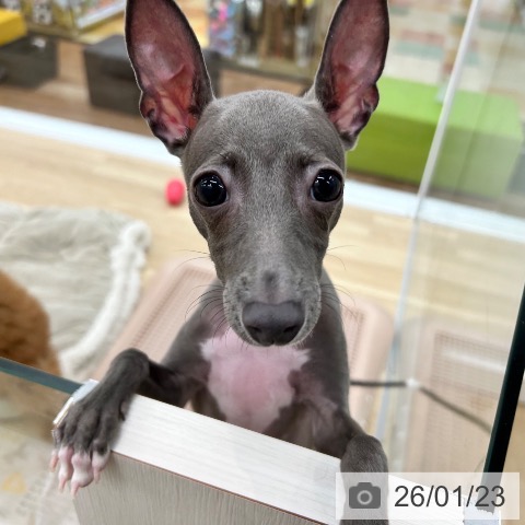 大阪府のイタリアングレーハウンド (ペットプラス 松原店/2025年9月24日生まれ/女の子/ブルーホワイト)の子犬の4枚目の画像