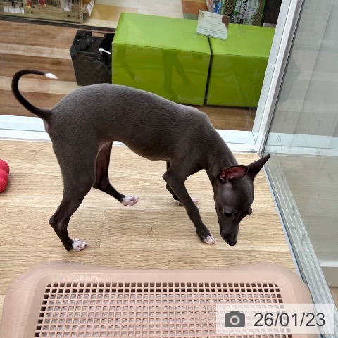 大阪府のイタリアングレーハウンド (ペットプラス 松原店/2025年9月24日生まれ/女の子/ブルーホワイト)の子犬の3枚目の画像