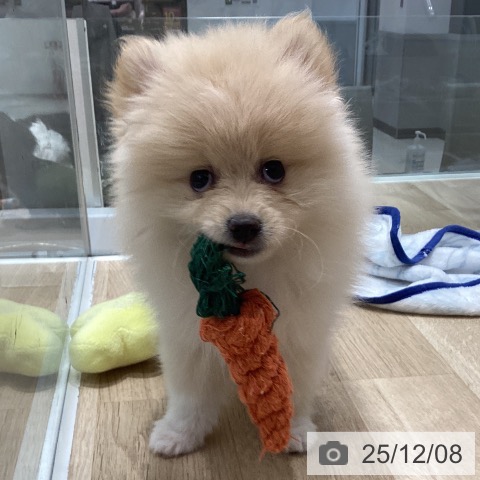 千葉県のポメラニアン (ペットプラス 木更津店/2025年9月30日生まれ/女の子/クリームホワイト)の子犬の4枚目の画像