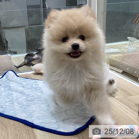 千葉県のポメラニアン (ペットプラス 木更津店/2025年9月30日生まれ/女の子/クリームホワイト)の子犬の3枚目の画像
