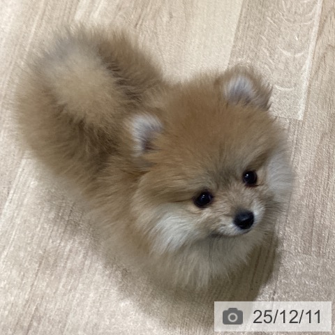 宮城県のポメラニアン (ペットプラス 名取店/2025年9月30日生まれ/女の子/オレンジホワイト)の子犬の4枚目の画像