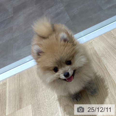 宮城県のポメラニアン (ペットプラス 名取店/2025年9月30日生まれ/女の子/オレンジホワイト)の子犬の3枚目の画像