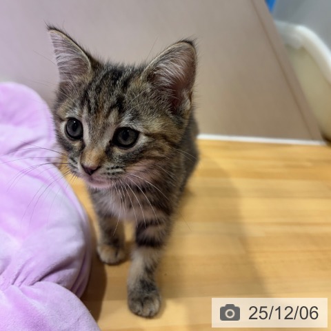 奈良県のアメリカンショートヘアー (ペットプラス 大和郡山店/2025年10月1日生まれ/女の子/ブラウンパッチドタビー)の子猫の4枚目の画像