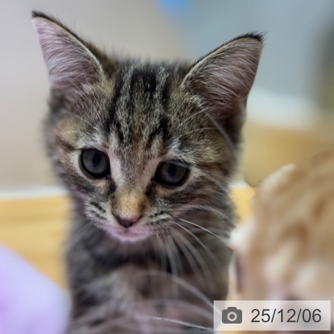 奈良県のアメリカンショートヘアー (ペットプラス 大和郡山店/2025年10月1日生まれ/女の子/ブラウンパッチドタビー)の子猫の3枚目の画像